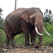 'An Elephant in Ban Ta Klang' by Asienreisender